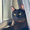 black_cat, cat, pet, animal, windowsill, sunlight, yellow_eyes, curtain, indoor, relaxed, feline, whiskers, close_up, portrait, domestic_cat, window, resting, fur, paw, collar