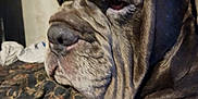 Chumly is registered to the contest to win money with this photo: animal, boxer, bulldog, canine, cat, cockerspaniel, couch, dog, frenchbulldog, furniture, greatdane, hound, labradorretriever, pet, pitbull, pointer, pug, puppy, snout