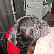 Chumly is registered to the contest to win money with this photo: dog, indoor, scarf, red, gray, wrinkles, table, towel, wooden_floor, curtains, door, kitchen, side_profile, pet, animal, canine, domestic, resting, closeup, portrait