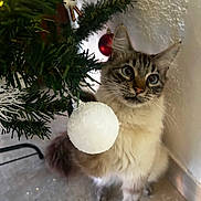 Nala a rejoint le concours — aidez-le/la à gagner de superbes lots ! cat, christmas_tree, ornament, white_ball, red_ball, curious, fluffy, indoor, holiday, decorations, feline, pet, paw, playful, closeup, fur, whiskers, eyes, floor, wall