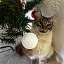 cat, christmas_tree, ornament, white_ball, red_ball, curious, fluffy, indoor, holiday, decorations, feline, pet, paw, playful, closeup, fur, whiskers, eyes, floor, wall