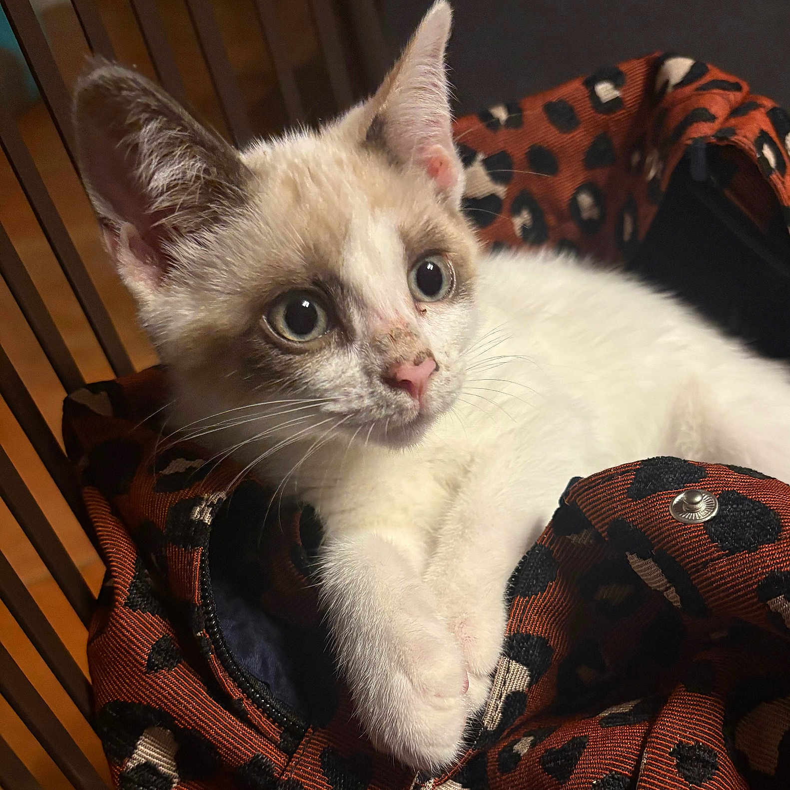 Bloom participe au concours pour gagner de l'argent avec cette photo : animal, bag, cat, closeup, curious, cute, ears, eyes, fabric, feline, fur, indoor, kitten, leopard_print, paws, pet, resting, small, whiskers, young
