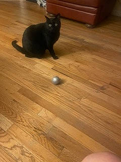 Zeus joined the competition — help win amazing prizes! brown, carnivore, cat, domestic_short_haired_cat, felidae, floor, flooring, hardwood, laminate_flooring, pattern, plank, plywood, small_to_medium_sized_cats, tail, varnish, whiskers, window, wood, wood_flooring, wood_stain