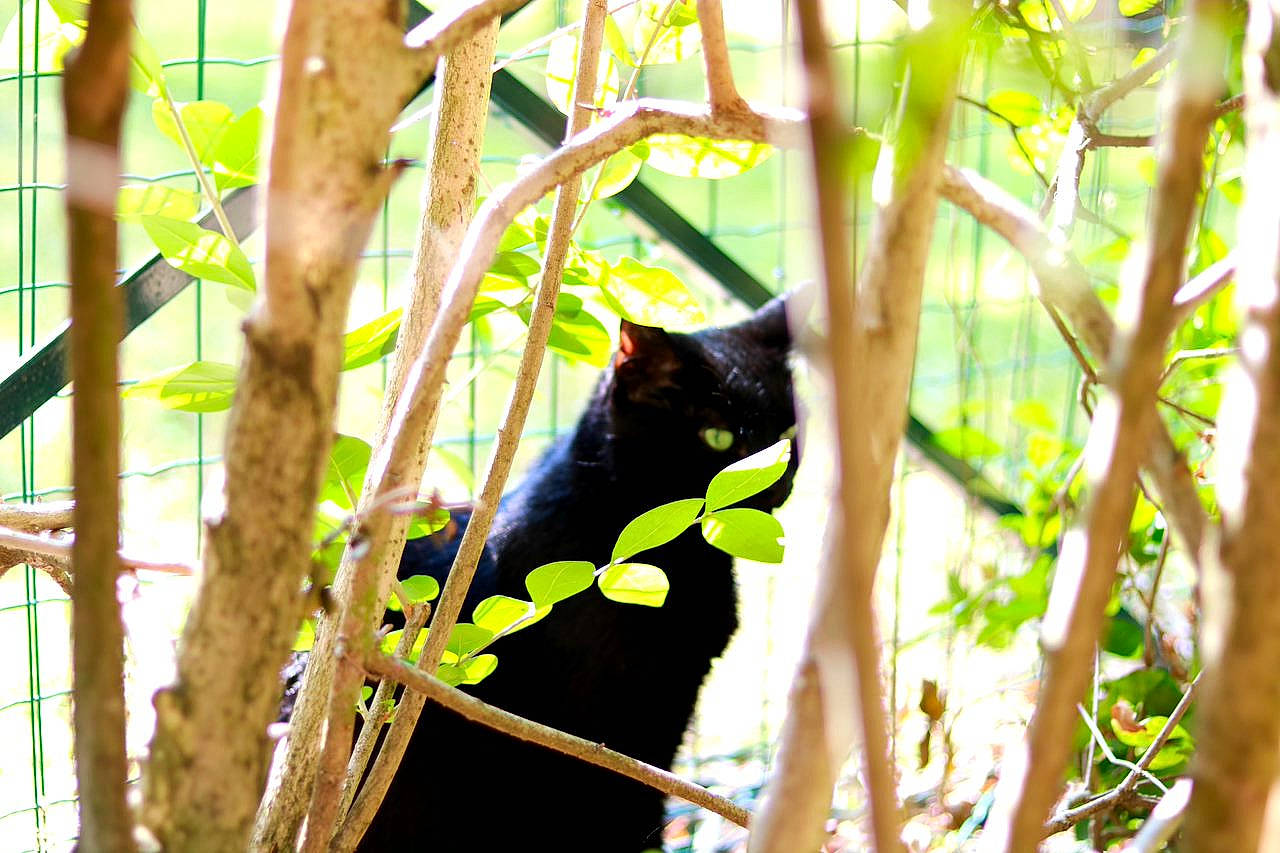 Nounou a rejoint le concours — aidez-le/la à gagner de superbes lots ! bombay, branch, carnivore, cat, domestic_short_haired_cat, felidae, grass, jungle, plant, plant_stem, small_to_medium_sized_cats, snout, tail, terrestrial_animal, terrestrial_plant, tree, trunk, twig, wildlife, wood