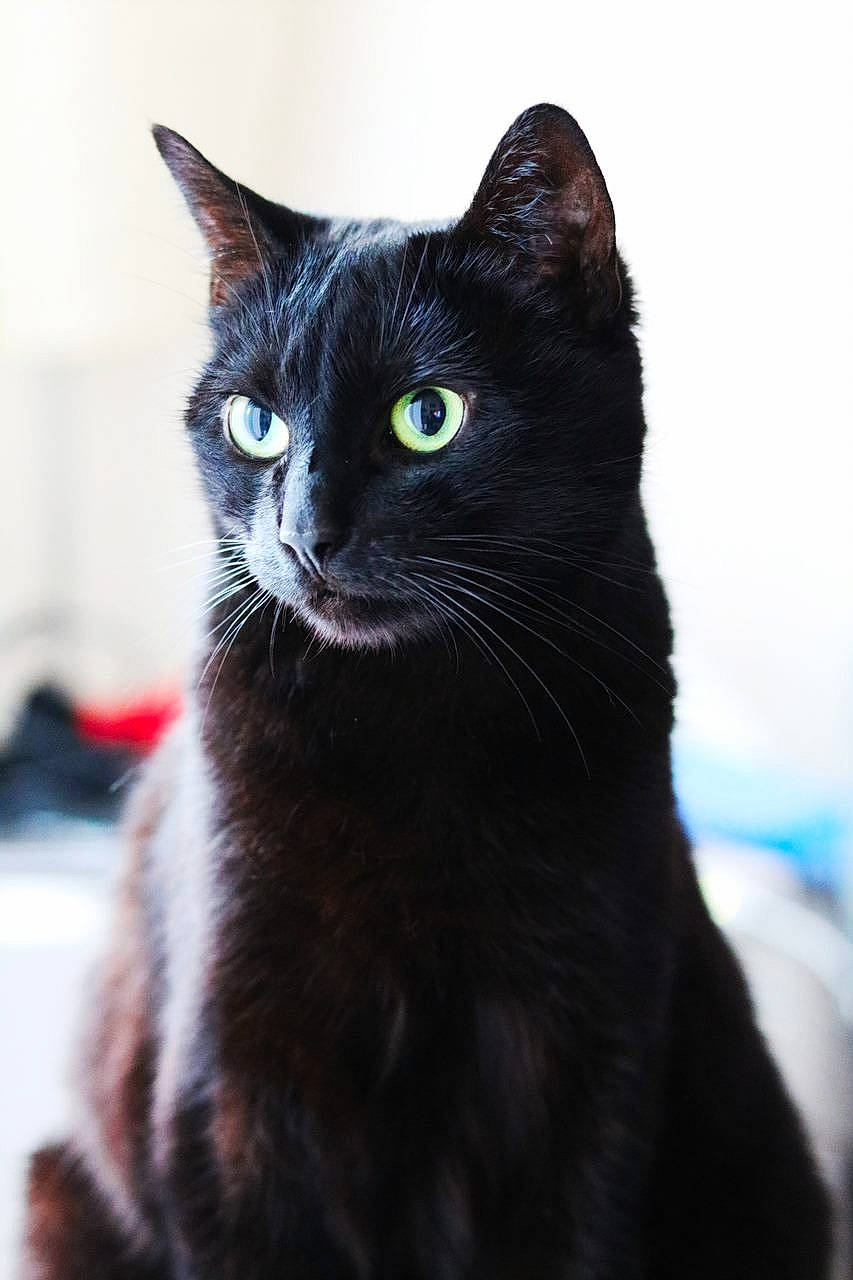 Nounou a rejoint le concours — aidez-le/la à gagner de superbes lots ! black_cat, bombay, carnivore, cat, domestic_short_haired_cat, felidae, fur, small_to_medium_sized_cats, snout, terrestrial_animal, whiskers