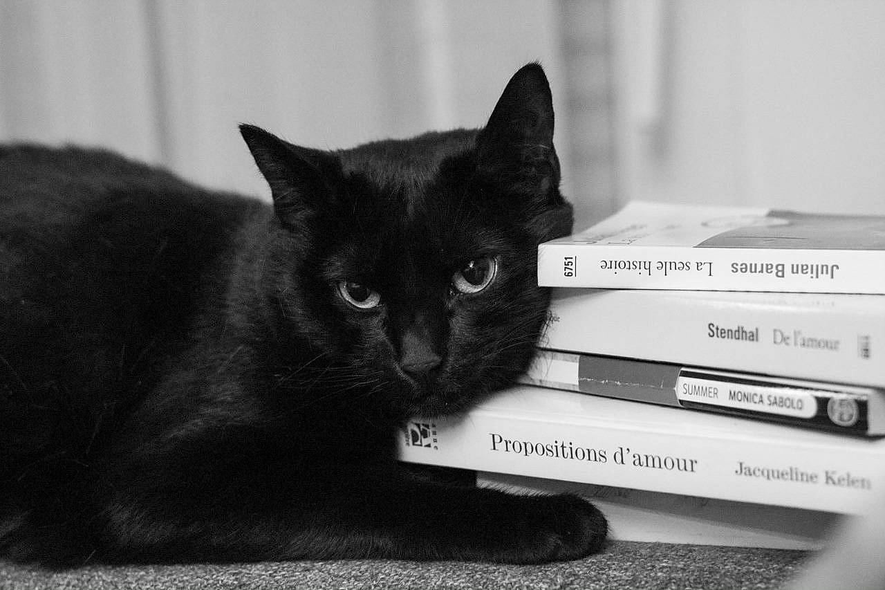 Nounou participe au concours pour gagner de l'argent avec cette photo : black_cat, bombay, box, carnivore, cat, comfort, domestic_short_haired_cat, felidae, fur, monochrome, monochrome_photography, packaging_and_labeling, printer_tray, small_to_medium_sized_cats, snout, tail, whiskers