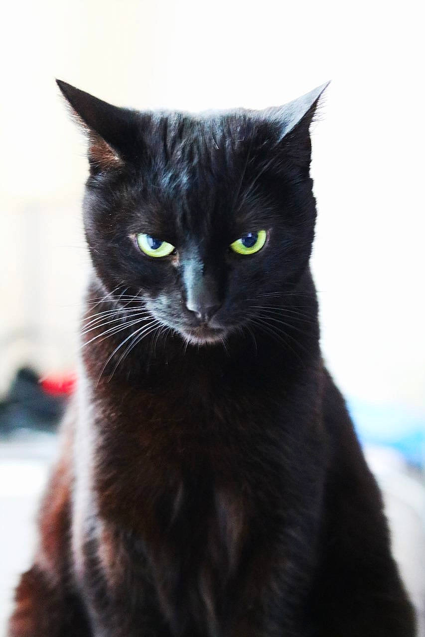 Nounou a rejoint le concours — aidez-le/la à gagner de superbes lots ! black_cat, carnivore, cat, claw, domestic_short_haired_cat, felidae, fur, grey, iris, monochrome_photography, paw, small_to_medium_sized_cats, snout, tail, terrestrial_animal, whiskers