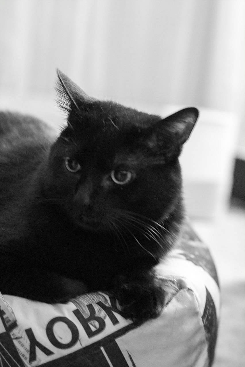 Shizu participe au concours pour gagner de l'argent avec cette photo : black_and_white, black_cat, box, carnivore, cat, domestic_short_haired_cat, felidae, fur, iris, monochrome, monochrome_photography, packaging_and_labeling, pet_supply, small_to_medium_sized_cats, snout, whiskers