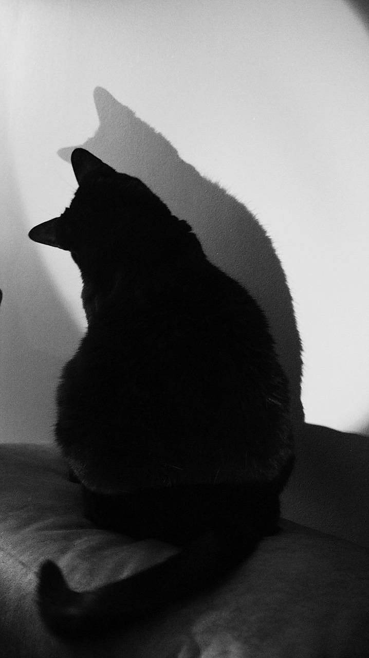 Shizu a rejoint le concours — aidez-le/la à gagner de superbes lots ! black_and_white, black_cat, carnivore, cat, comfort, darkness, domestic_short_haired_cat, felidae, fur, gesture, grey, monochrome, monochrome_photography, shadow, small_to_medium_sized_cats, snout, still_life_photography, tail, tints_and_shades, whiskers