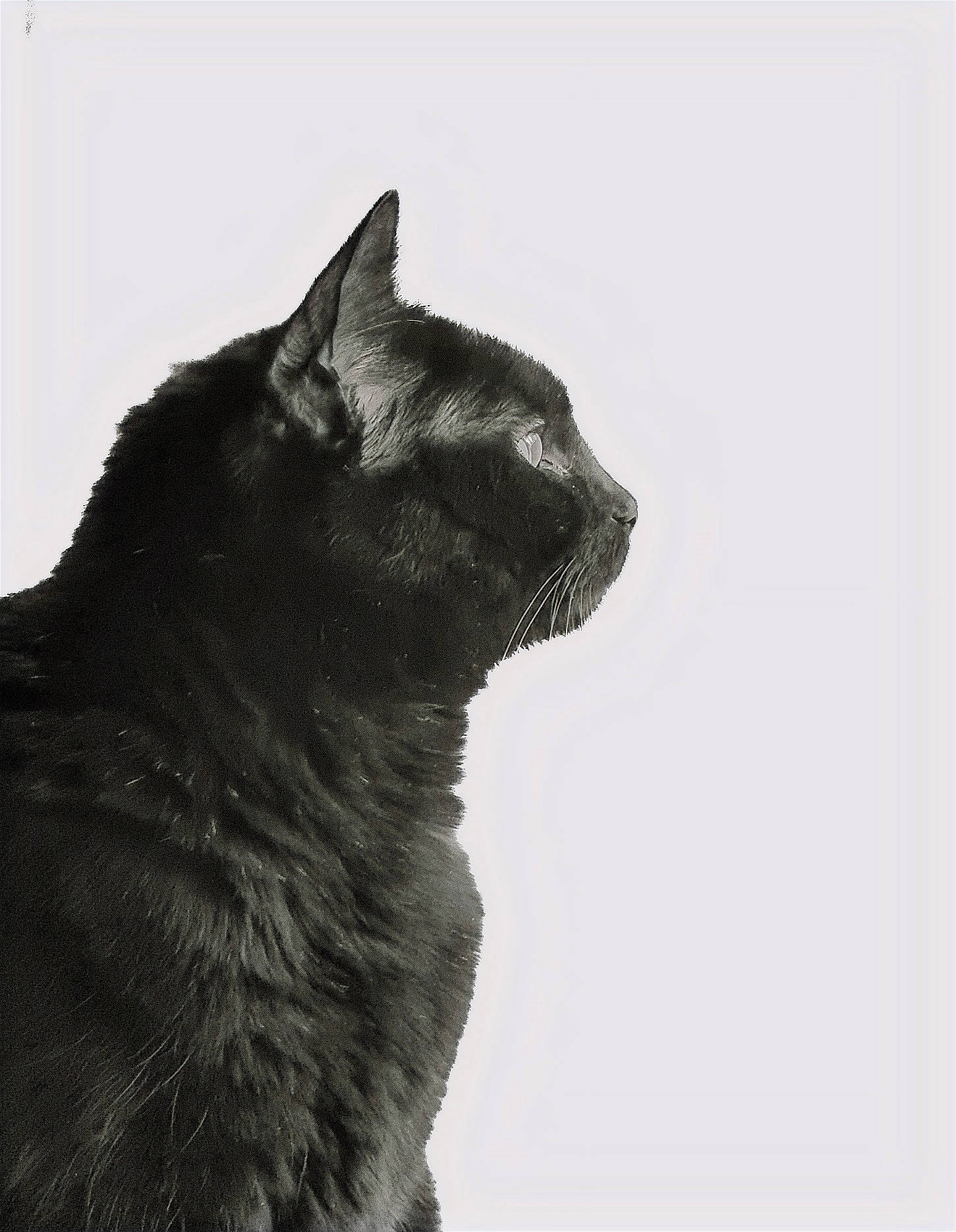 Shizu a rejoint le concours — aidez-le/la à gagner de superbes lots ! black_cat, bombay, carnivore, cat, domestic_short_haired_cat, felidae, fur, human_body, monochrome, monochrome_photography, shadow, small_to_medium_sized_cats, snout, tail, terrestrial_animal, whiskers, wildlife