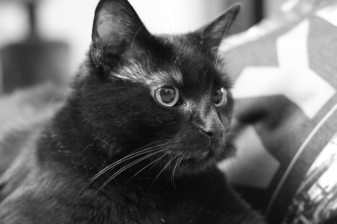 Shizu a rejoint le concours — aidez-le/la à gagner de superbes lots ! black_and_white, black_cat, carnivore, cat, close_up, darkness, domestic_short_haired_cat, ear, felidae, fur, grey, head, monochrome, monochrome_photography, small_to_medium_sized_cats, snout, style, whiskers