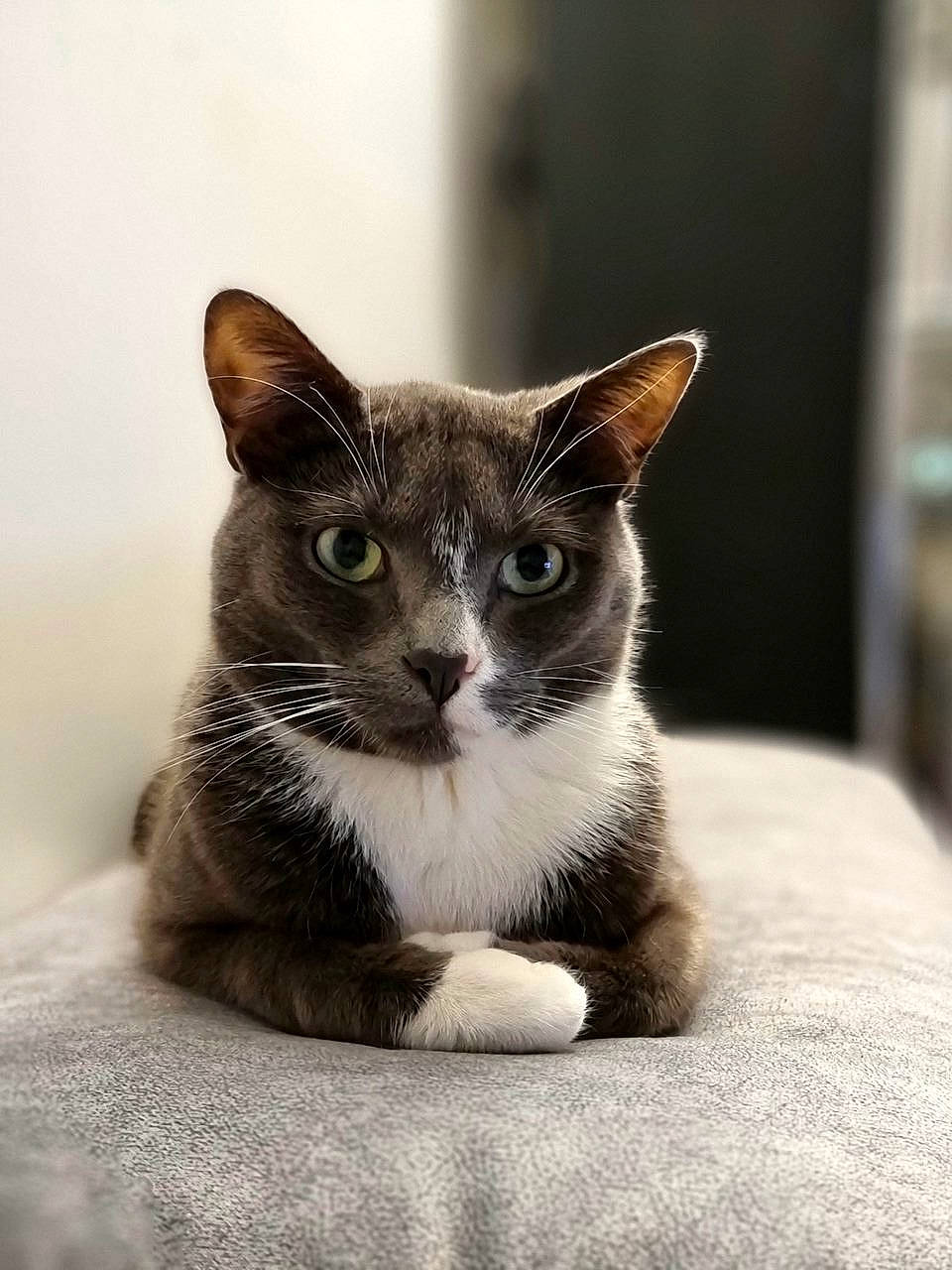 Cookie a rejoint le concours — aidez-le/la à gagner de superbes lots ! carnivore, cat, curious, domestic_short_haired_cat, felidae, fur, grey, monochrome, monochrome_photography, paw, small_to_medium_sized_cats, snout, terrestrial_animal, whiskers, window