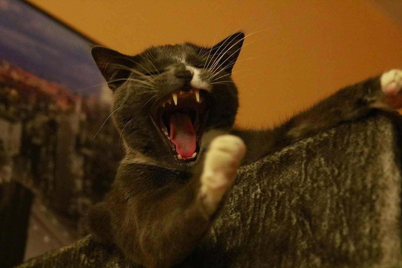 Cookie participe au concours pour gagner de l'argent avec cette photo : bombay, carnivore, cat, claw, domestic_short_haired_cat, fang, felidae, fur, macro_photography, paw, small_to_medium_sized_cats, snout, tail, terrestrial_animal, tooth, whiskers, wildlife, wood, yawn