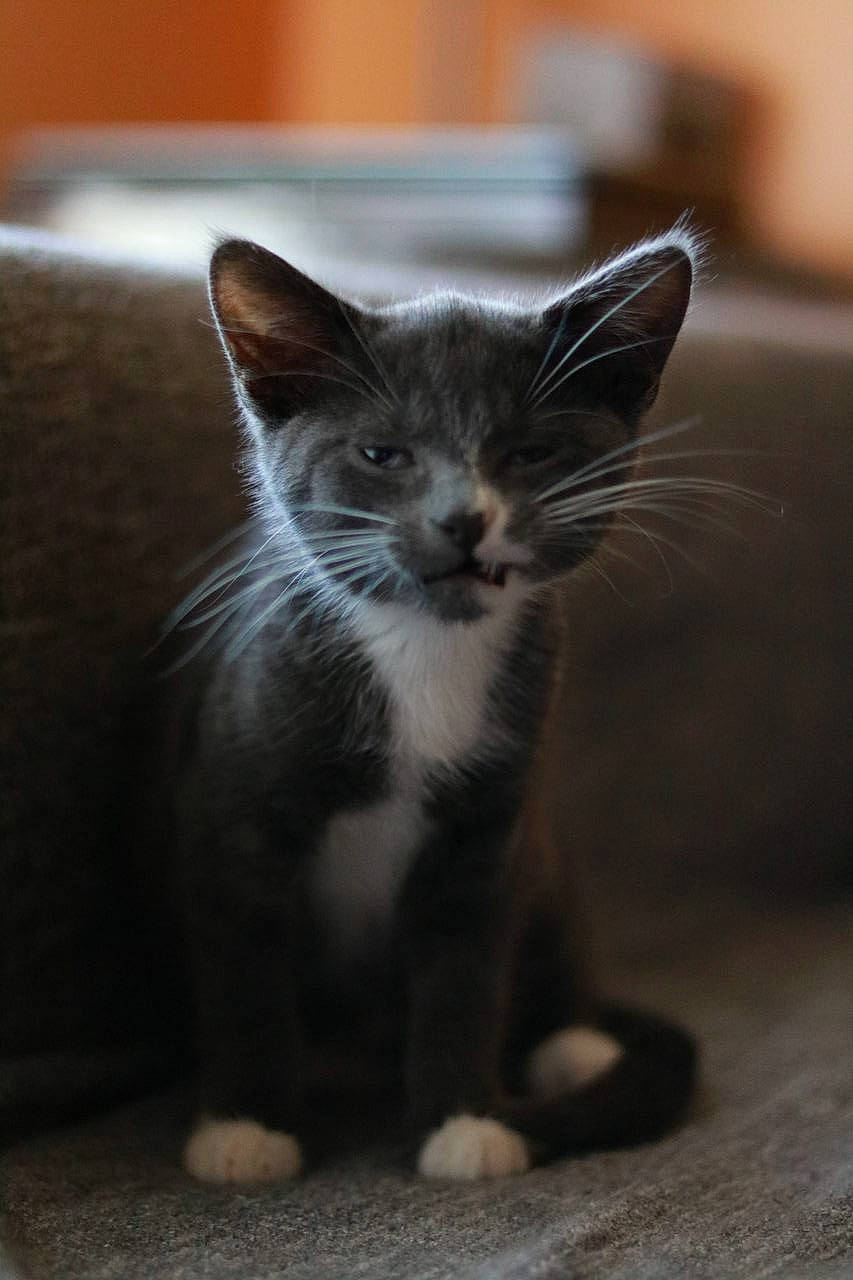 Cookie participe au concours pour gagner de l'argent avec cette photo : carnivore, cat, claw, domestic_short_haired_cat, felidae, fur, grey, monochrome_photography, paw, sand, small_to_medium_sized_cats, snout, tail, terrestrial_animal, whiskers, window