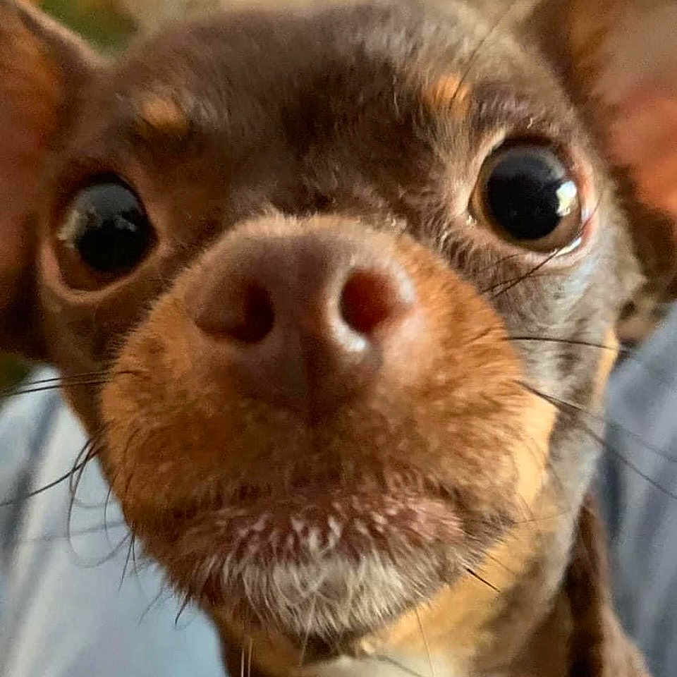 Lollipop is registered to the contest to win money with this photo: animal, brown_fur, close_up, curious, cute, dog, domestic_animal, ears, expression, face, fur, indoor, looking, muzzle, nose, pet, portrait, snout, whiskers, wide_eyes