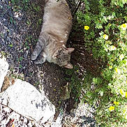 Hyko a rejoint le concours — aidez-le/la à gagner de superbes lots ! abyssinian, angora, animal, cat, flower, grass, gravel, nature, outdoors, path, pet, plant, road, rock, rubble, slate, soil, tree, vegetation, wilderness