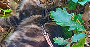 Molly participe au concours pour gagner de l'argent avec cette photo : cat, kitten, tabby, fluffy, fur, animal, pet, face, eyes, whiskers, ears, leash, pink_leash, ivy, leaves, foliage, outdoor, garden, lying_down, portrait