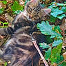 cat, kitten, tabby, fluffy, fur, animal, pet, face, eyes, whiskers, ears, leash, pink_leash, ivy, leaves, foliage, outdoor, garden, lying_down, portrait