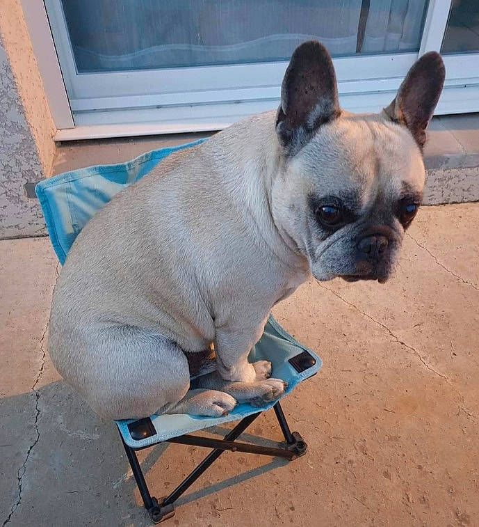 Forest participe au concours pour gagner de l'argent avec cette photo : blue, canidae, carnivore, collar, companion_dog, dog, dog_breed, dog_collar, dog_supply, ear, electric_blue, fawn, pug, snout, sporting_group, tail, terrestrial_animal, toy_dog, working_animal, wrinkle