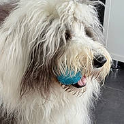 Buck a rejoint le concours — aidez-le/la à gagner de superbes lots ! dog, pet, ball, toy, fluffy, long_hair, white_fur, grey_fur, muzzle, nose, tongue, indoor, floor, cabinet, closeup, portrait, playful, beard, whiskers, domestic_animal