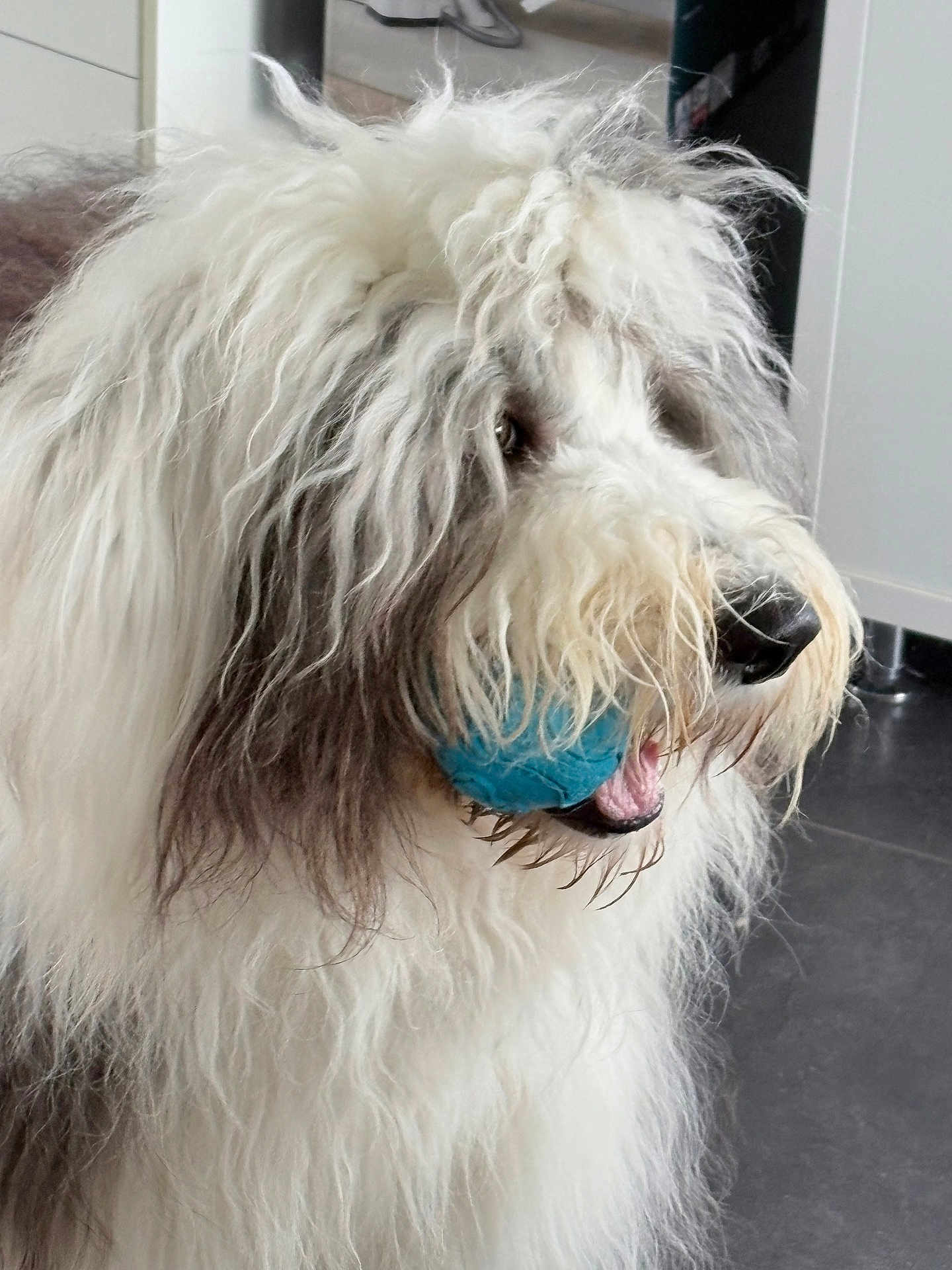 Buck a rejoint le concours — aidez-le/la à gagner de superbes lots ! dog, pet, ball, toy, fluffy, long_hair, white_fur, grey_fur, muzzle, nose, tongue, indoor, floor, cabinet, closeup, portrait, playful, beard, whiskers, domestic_animal
