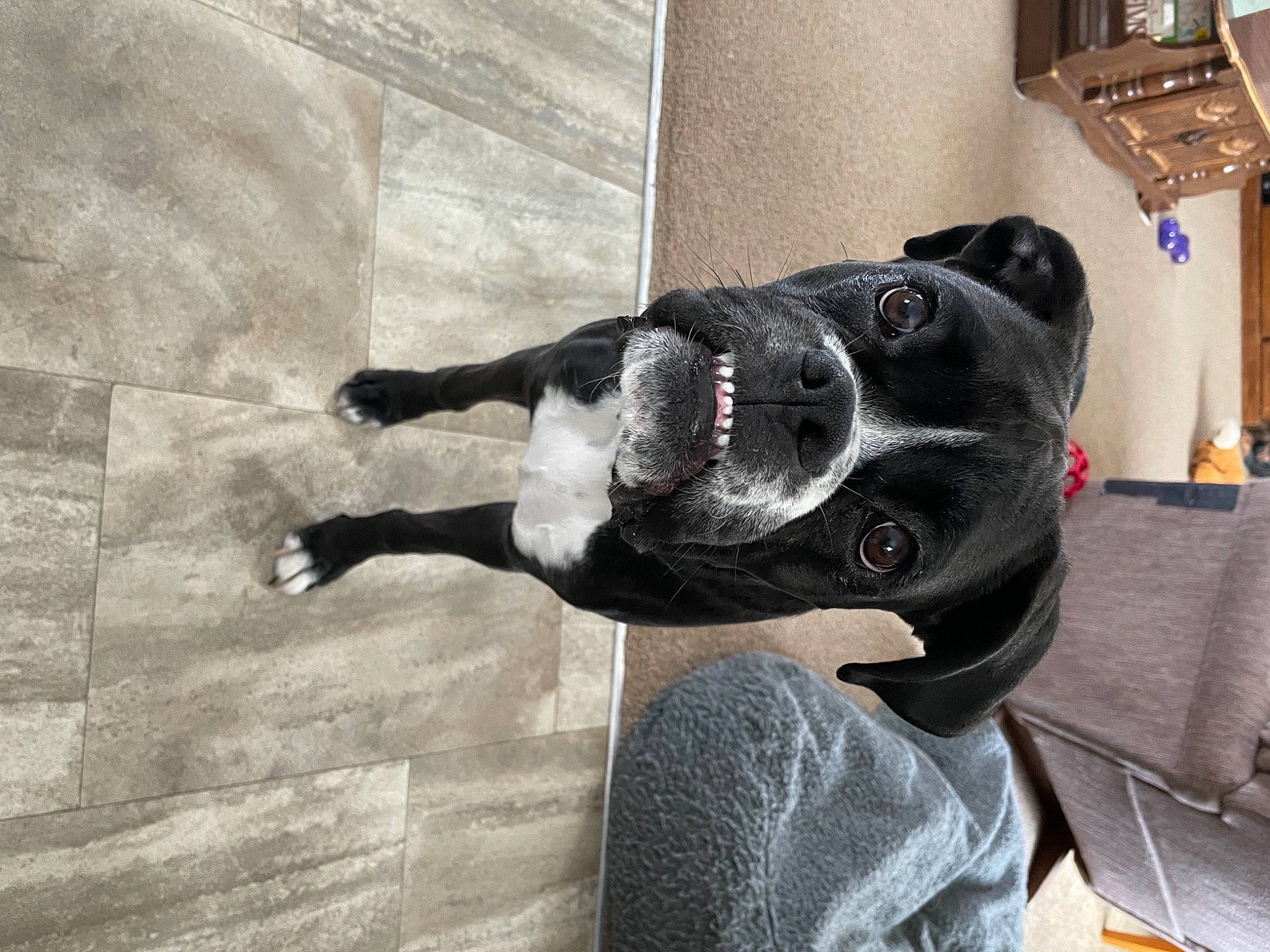 Lincoln joined the competition — help win amazing prizes! canidae, carnivore, companion_dog, dog, dog_breed, fawn, flooring, fur, grey, guard_dog, mammal, non_sporting_group, personal_protective_equipment, sculpture, snout, sporting_group, statue, tail, wood, working_animal