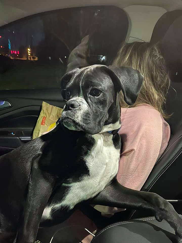 Lincoln joined the competition — help win amazing prizes! auto_part, automotive_design, car, car_seat, car_seat_cover, carnivore, comfort, companion_dog, dog, dog_breed, family_car, fawn, fur, luxury_vehicle, motor_vehicle, snout, sporting_group, vehicle_door, whiskers, working_animal