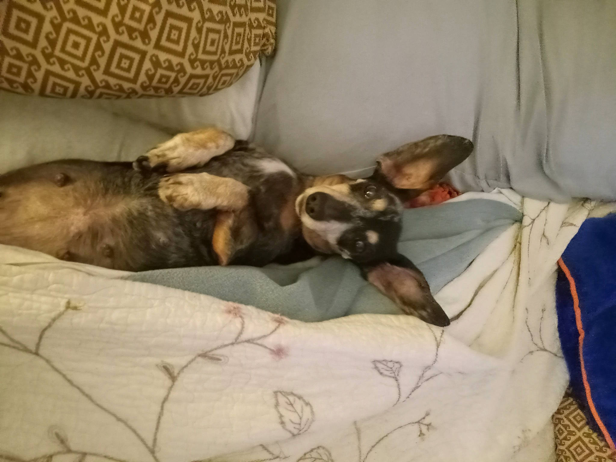 Angel joined the competition — help win amazing prizes! bedding, canidae, carnivore, comfort, companion_dog, couch, dog, dog_breed, duvet, fawn, felidae, fur, linens, nap, small_to_medium_sized_cats, sporting_group, tail, toy_dog, whiskers, working_animal