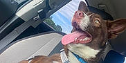 Shotgun joined the competition — help win amazing prizes! dog, canine, pet, car, car_seat, harness, brown, white, tongue_out, happy, excited, window, seatbelt, collar, tag, interior, daytime, trees, sky, nature