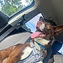 dog, canine, pet, car, car_seat, harness, brown, white, tongue_out, happy, excited, window, seatbelt, collar, tag, interior, daytime, trees, sky, nature