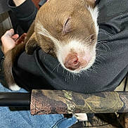 Shotgun joined the competition — help win amazing prizes! puppy, sleeping, dog, brown, white, nose, person, arm, clothing, jeans, camo, fabric, hand, closeup, cute, pet, rest, fur, indoor, comfort