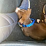 Shotgun is registered to the contest to win money with this photo: puppy, dog, blue_collar, leg, leggings, shoe, floor_mat, pet, resting, brown_fur, white_paw, indoor, vehicle_interior, casual, relaxing, footwear, close_up, companion, cozy, comfort