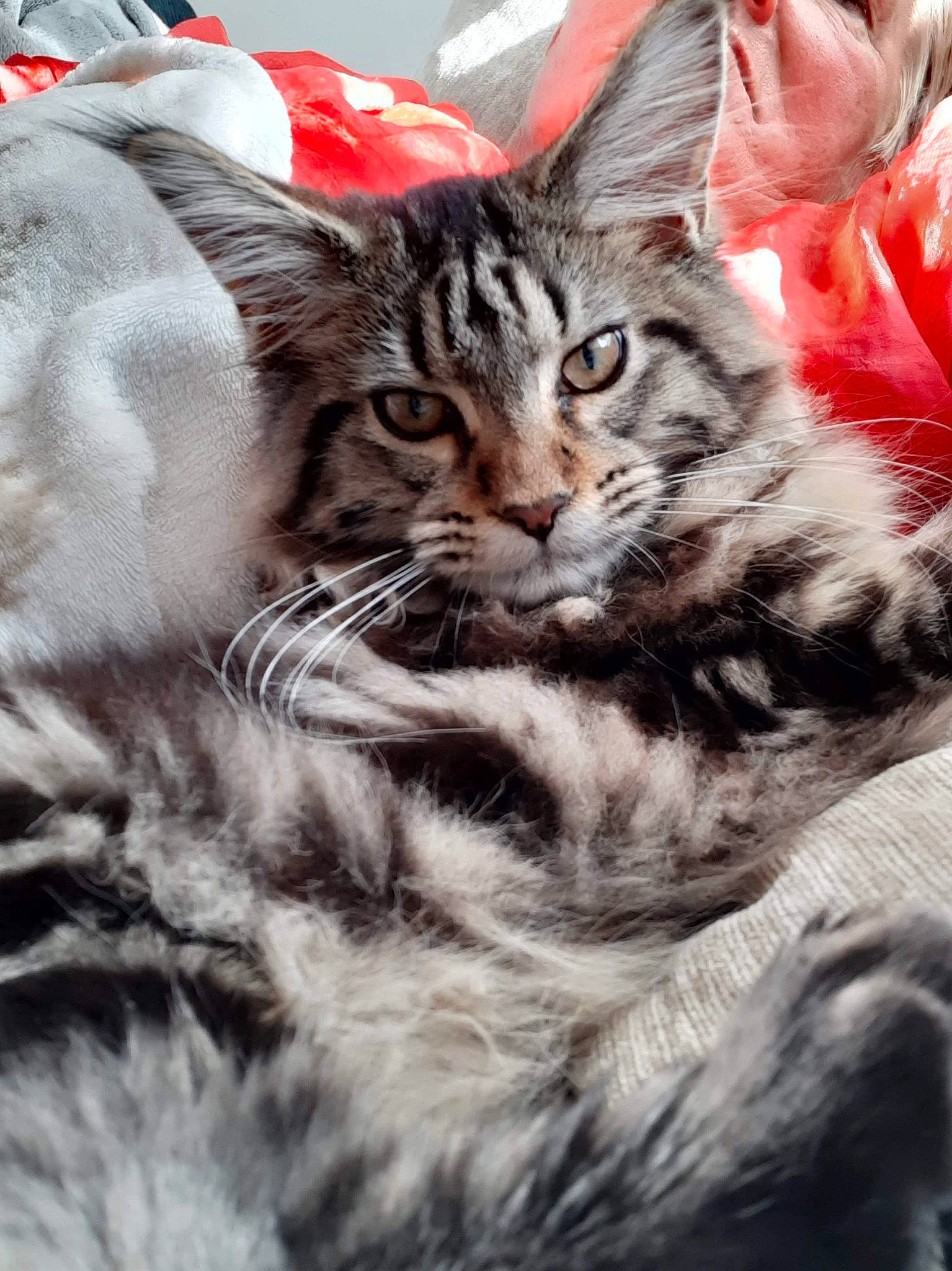 Prune participe au concours pour gagner de l'argent avec cette photo : american_shorthair, american_wirehair, asian, carnivore, cat, dragon_li, european_shorthair, felidae, fur, kitten, maine_coon, mammal, norwegian_forest_cat, pixie_bob, siberian, small_to_medium_sized_cats, snout, tabby_cat, vertebrate, whiskers