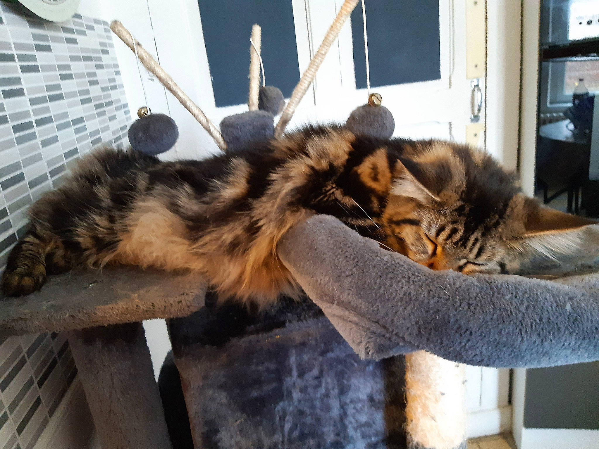 Prune participe au concours pour gagner de l'argent avec cette photo : carnivore, cat, domestic_long_haired_cat, dragon_li, european_shorthair, felidae, fur, maine_coon, mammal, small_to_medium_sized_cats, tabby_cat, whiskers