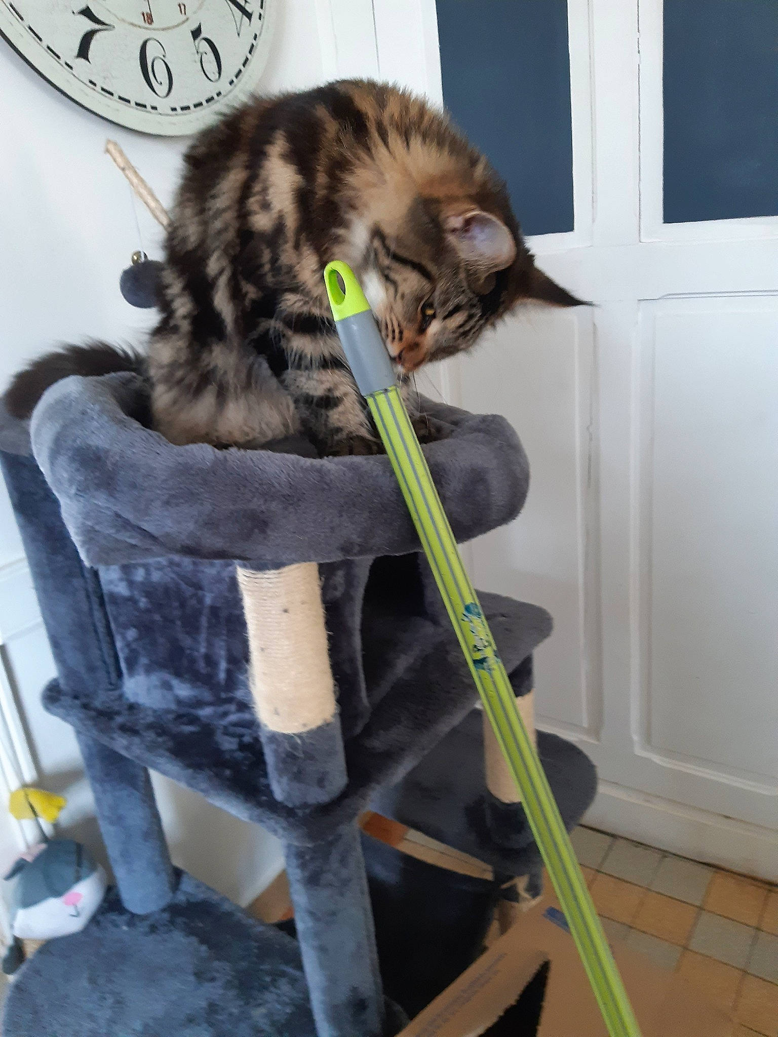 Prune participe au concours pour gagner de l'argent avec cette photo : carnivore, cat, domestic_short_haired_cat, dragon_li, european_shorthair, felidae, fur, kitten, ladder, maine_coon, norwegian_forest_cat, pixie_bob, siberian, small_to_medium_sized_cats, tabby_cat, whiskers