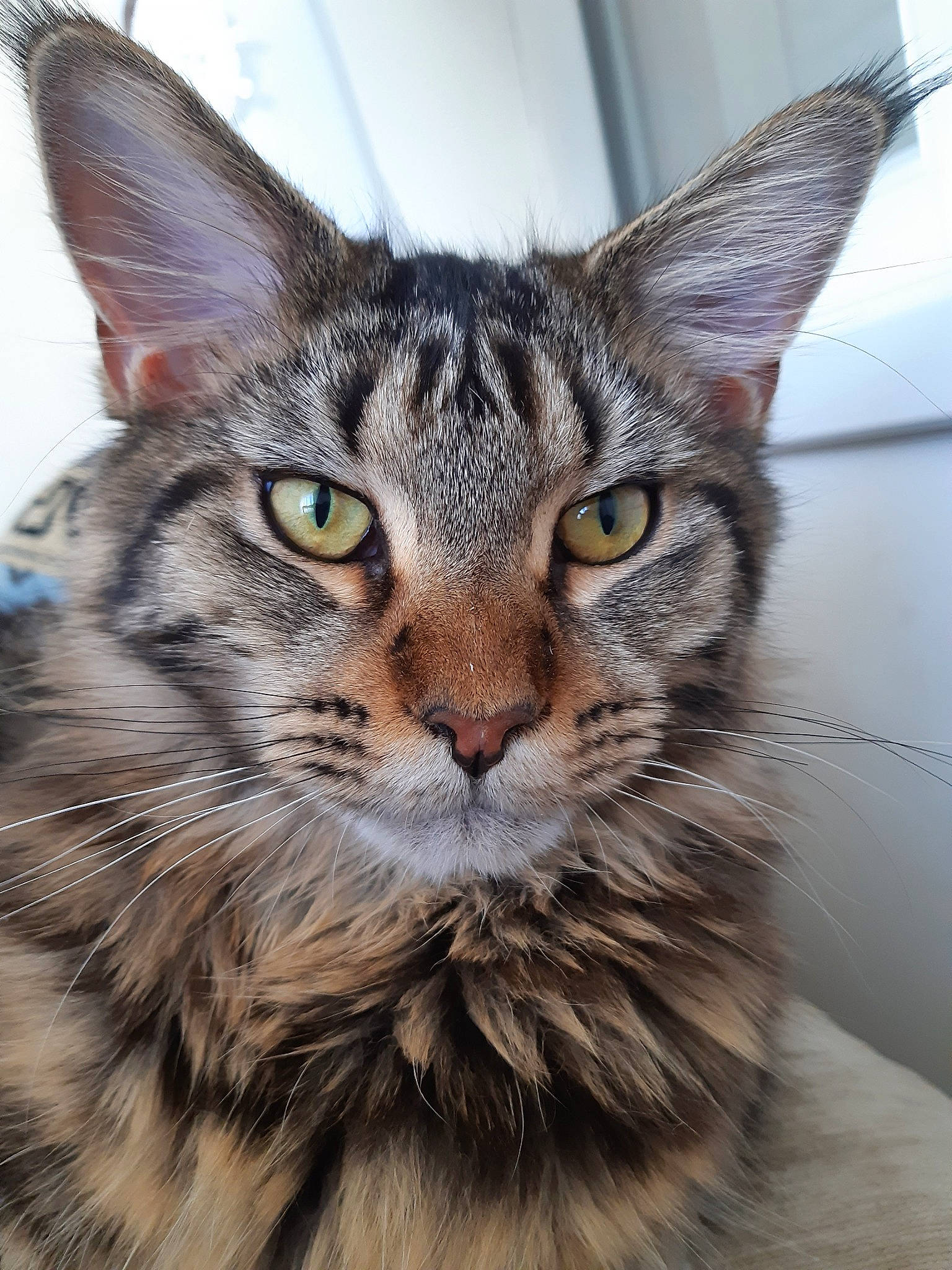 Prune a rejoint le concours — aidez-le/la à gagner de superbes lots ! aegean_cat, asian, australian_mist, carnivore, cat, domestic_short_haired_cat, dragon_li, european_shorthair, felidae, maine_coon, mammal, oriental_longhair, pixie_bob, small_to_medium_sized_cats, snout, tabby_cat, toyger, vertebrate, whiskers, wildlife