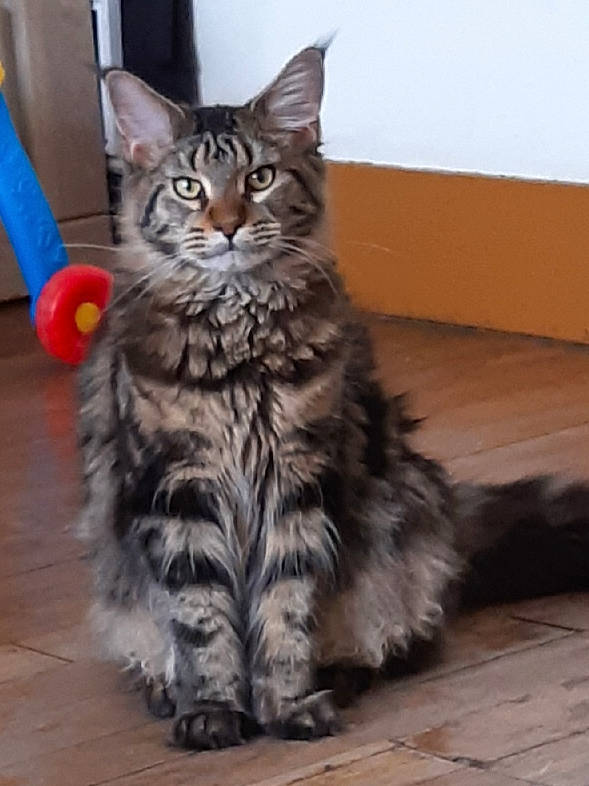 Prune a rejoint le concours — aidez-le/la à gagner de superbes lots ! asian, asian_semi_longhair, british_semi_longhair, carnivore, cat, domestic_long_haired_cat, dragon_li, european_shorthair, felidae, kitten, maine_coon, mammal, norwegian_forest_cat, pixie_bob, ragamuffin, siberian, small_to_medium_sized_cats, tabby_cat, vertebrate, whiskers