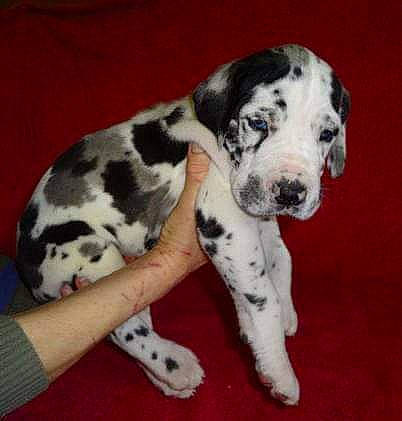 Gugu a rejoint le concours — aidez-le/la à gagner de superbes lots ! braque_dauvergne, canidae, carnivore, dalmatian, dog, dog_breed, great_dane, mammal, non_sporting_group, old_danish_pointer, puppy, sporting_group, vertebrate