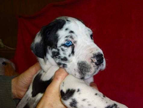 Gugu participe au concours pour gagner de l'argent avec cette photo : braque_dauvergne, canidae, carnivore, dalmatian, dog, dog_breed, english_setter, great_dane, mammal, non_sporting_group, sporting_group, vertebrate