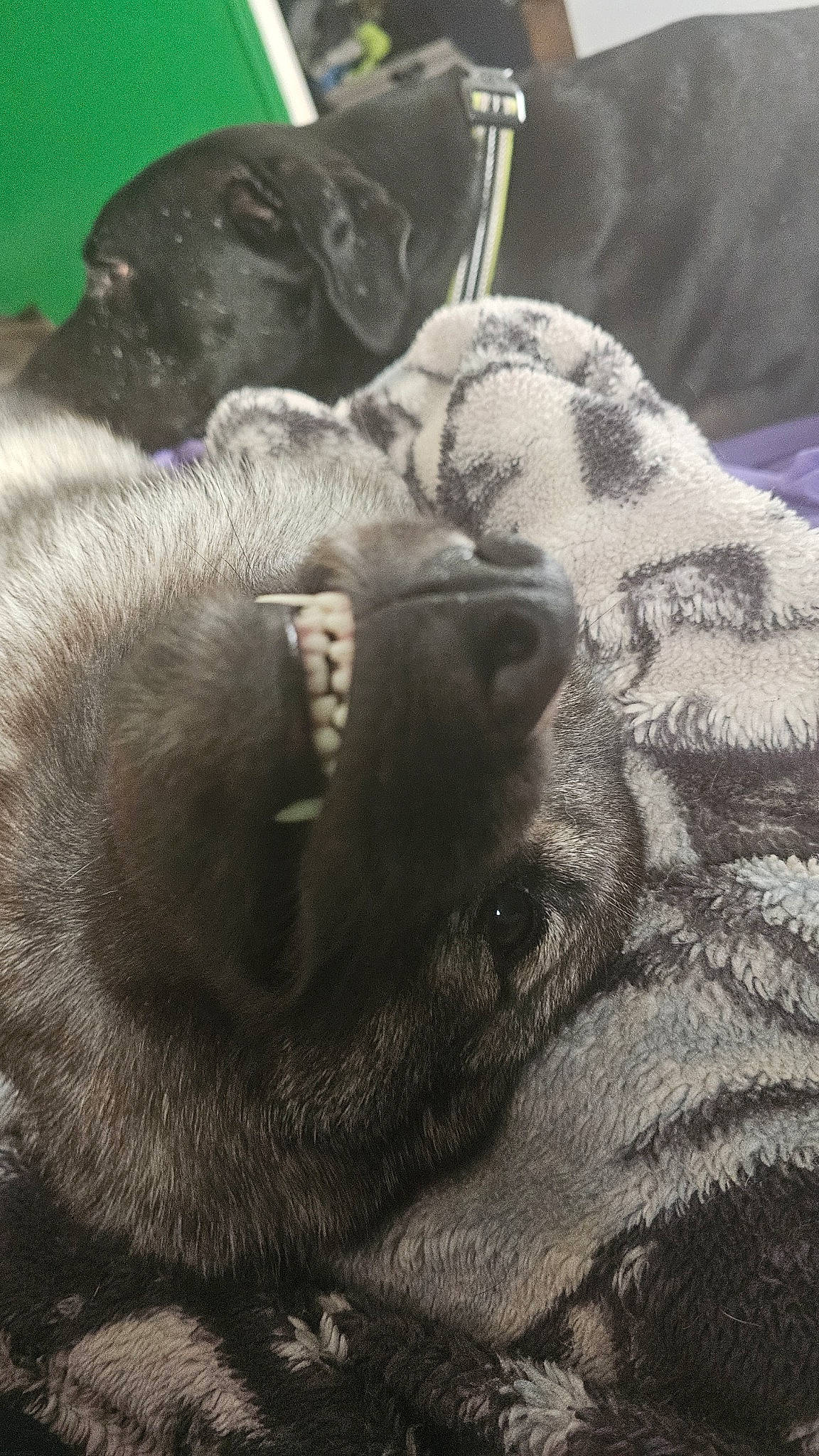 Smiley Wil-e is registered to the contest to win money with this photo: canidae, carnivore, comfort, companion_dog, dog, dog_breed, fawn, fur, grey, liver, monochrome_photography, nap, paw, snout, sporting_group, terrestrial_animal, whiskers, wildlife, working_animal, wrinkle