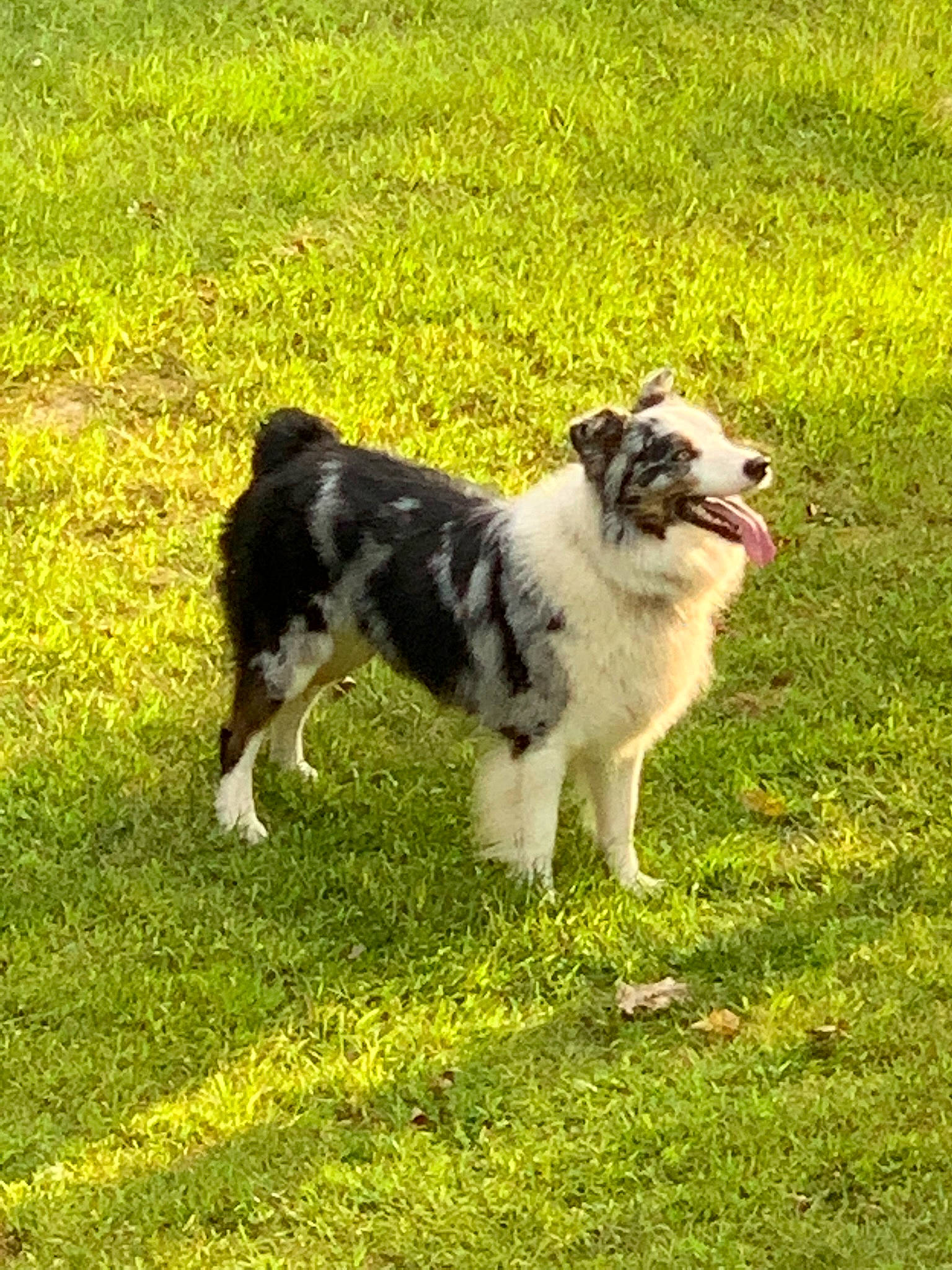 Levi joined the competition — help win amazing prizes! border_collie, canidae, carnivore, companion_dog, dog, dog_breed, grass, grassland, herding_dog, pasture, plant, sporting_group, tail, terrestrial_animal, working_animal, working_dog