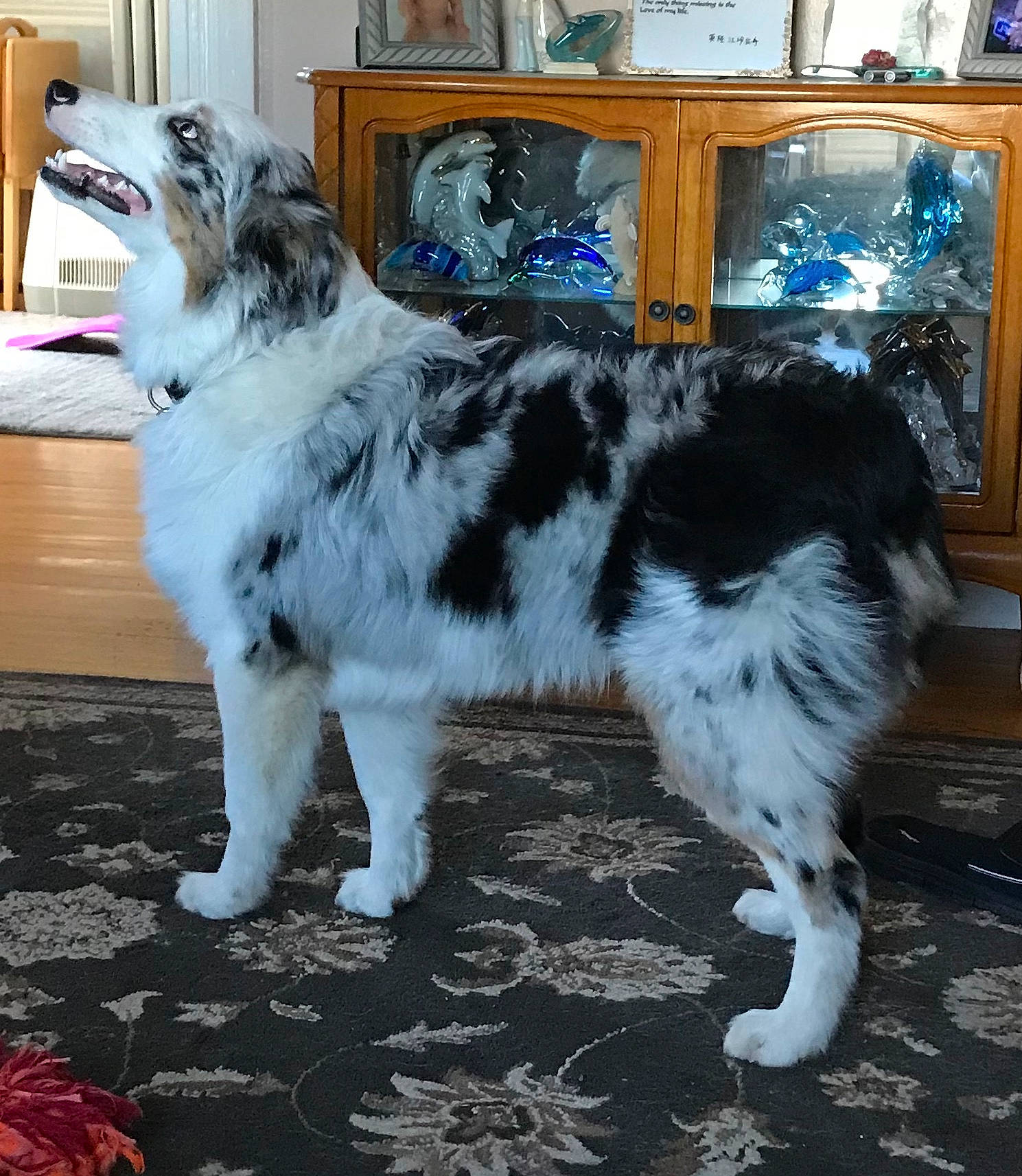 Levi is registered to the contest to win money with this photo: cabinetry, canidae, carnivore, claw, companion_dog, dog, dog_breed, felidae, flooring, fur, herding_dog, shelf, snout, sporting_group, table, tail, terrestrial_animal, whiskers, working_animal, working_dog