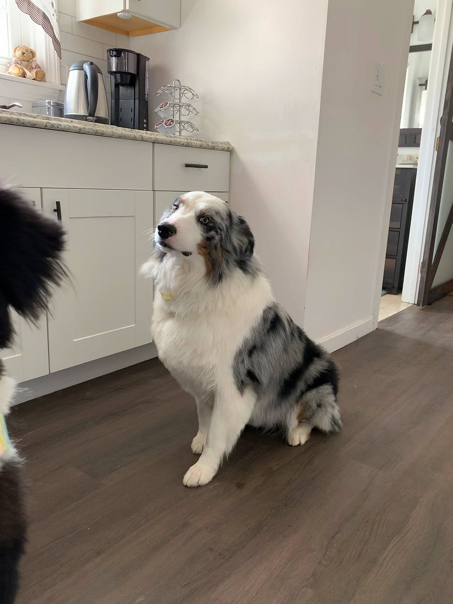 Levi is registered to the contest to win money with this photo: canidae, carnivore, companion_dog, dog, dog_breed, floor, flooring, fur, hardwood, herding_dog, laminate_flooring, room, shelf, sporting_group, tail, whiskers, wood, wood_flooring, working_animal, working_dog