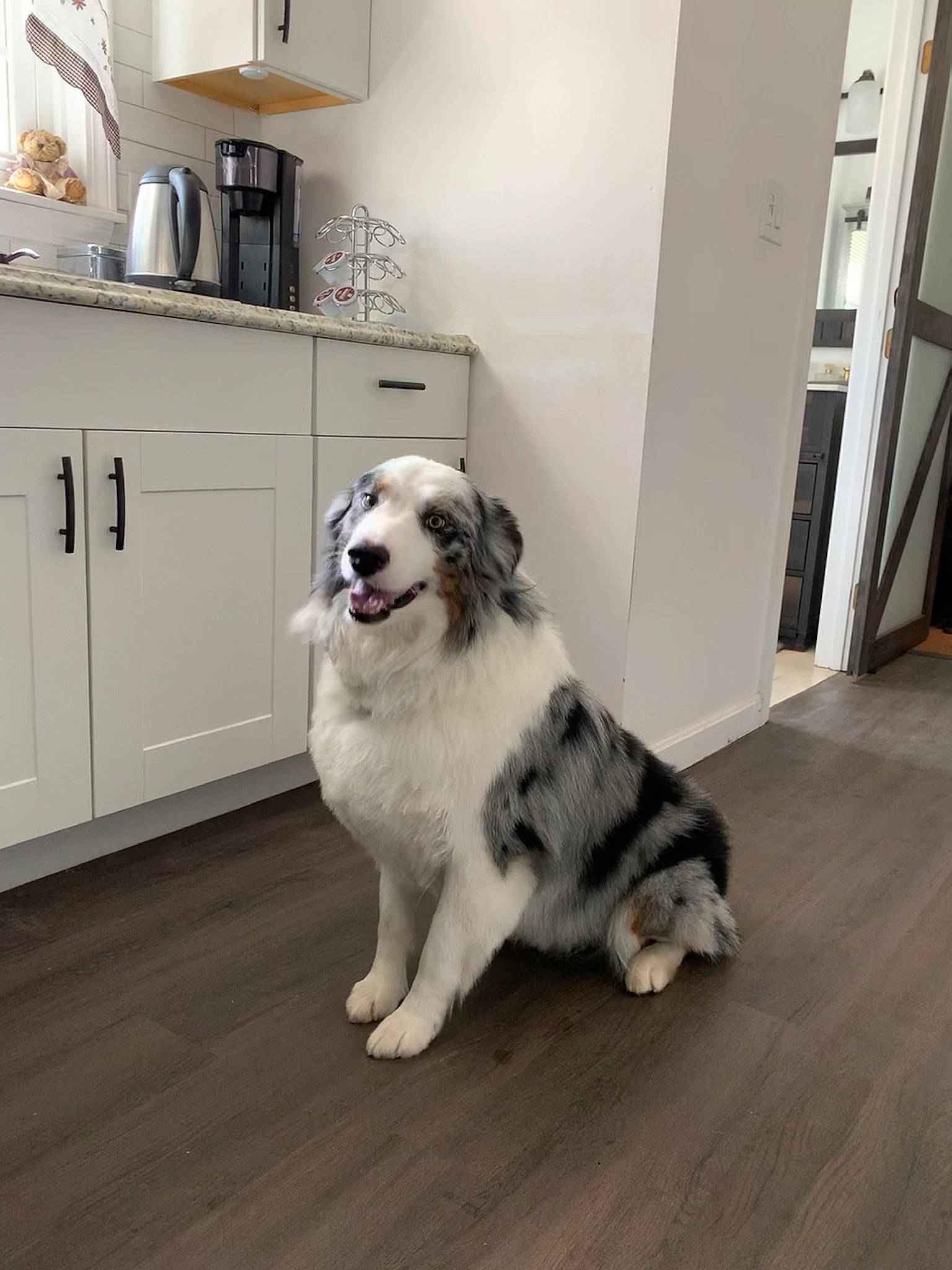 Levi is registered to the contest to win money with this photo: cabinetry, carnivore, companion_dog, dog, dog_breed, drawer, floor, flooring, fur, grey, hardwood, home_appliance, kitchen, kitchen_appliance, kitchen_stove, laminate_flooring, major_appliance, snout, wood, wood_flooring