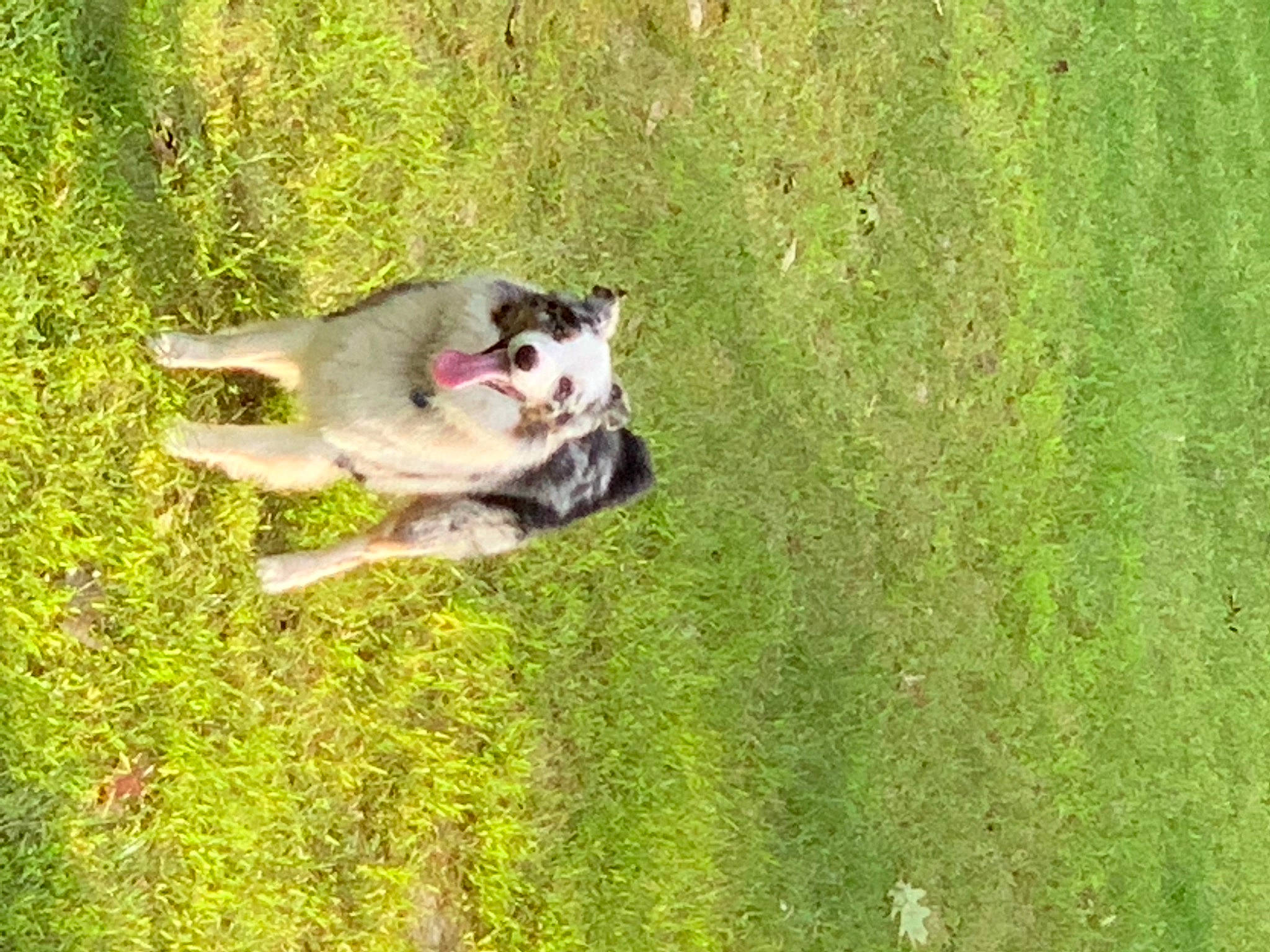 Levi is registered to the contest to win money with this photo: canidae, carnivore, collie, companion_dog, dog, dog_breed, fawn, grass, grassland, herding_dog, lawn, pasture, plant, sled_dog, sporting_group, tail, tree, wildlife, wolf, working_dog