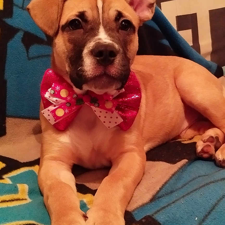 Aslan participe au concours pour gagner de l'argent avec cette photo : animal, blanket, bow_tie, brown, couch, cute, decorative, dog, domestic, ear, face, fur, indoor, lying_down, paw, pet, portrait, puppy, relaxed, young_dog