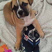 Aslan participe au concours pour gagner de l'argent avec cette photo : puppy, dog, blanket, slipper, toy, indoor, pet, cute, brown, white, black, fur, soft, cozy, sleepy, comfort, animal, playful, resting, home