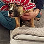 dog, costume, red, white, pet_bed, person, hand, floor, tile, indoor, casual_clothing, jeans, hoodie, animal, cute, pet, holding, soft, fur, face