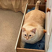 Sam joined the competition — help win amazing prizes! cat, drawer, denim, jeans, indoor, carpet, bed, quilt, furniture, tail, pet, animal, cozy, comfortable, curious, cream_colored, wooden, resting, domestic, cute