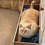 cat, drawer, denim, jeans, indoor, carpet, bed, quilt, furniture, tail, pet, animal, cozy, comfortable, curious, cream_colored, wooden, resting, domestic, cute